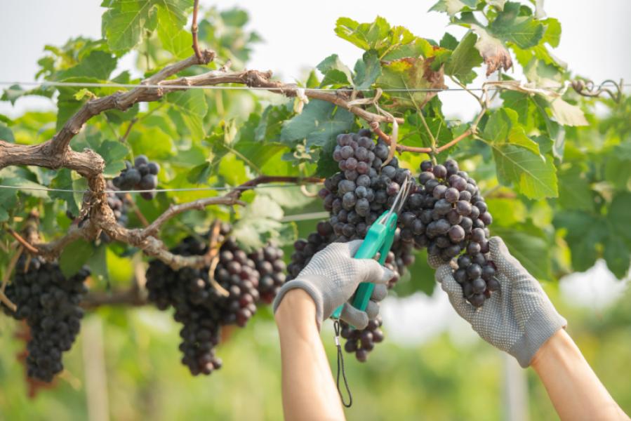 Temporada de vendimia registra excelentes resultados en Valle de Uco